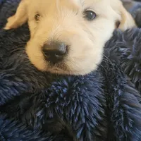 Ralph Lauren , a male English Cream Golden Retriever for sale in Corydon, IN – Photo 7 of 10