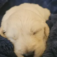 Ralph Lauren , a male English Cream Golden Retriever for sale in Corydon, IN – Photo 3 of 10