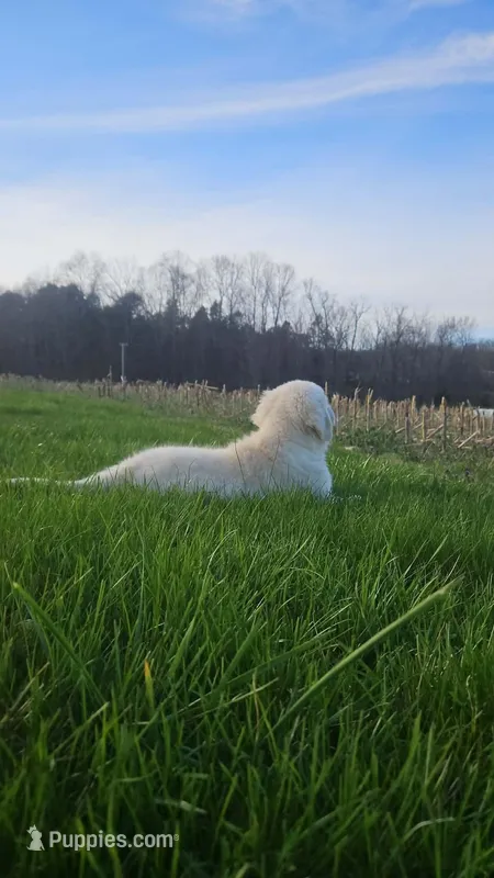 Ralph Lauren  – Golden Retriever puppy on hold in Corydon, IN