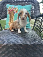 Daisy , a female Miniature Dachshund for sale in Neosho, MO – 2 of 4
