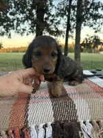 Freddie, a male Miniature Dachshund for sale in Neosho, MO – 2 of 4