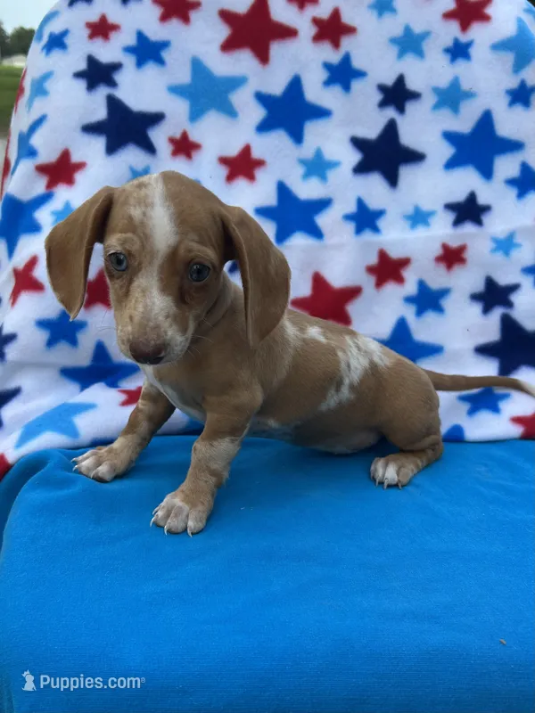 Daisy  – Miniature Dachshund puppy for sale in Neosho, MO