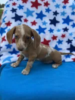 Daisy , a male Miniature Dachshund for sale in Neosho, MO – 1 of 2