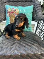 Molly, a female Miniature Dachshund for sale in Neosho, MO – 3 of 3