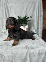 Hot Dog, a male Miniature Dachshund for sale in Neosho, MO – Photo 2 of 3