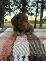 Boone , a male Miniature Dachshund for sale in Neosho, MO – 3 of 3