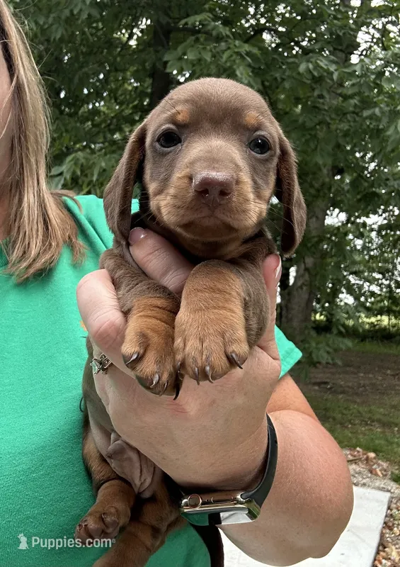 Jax – Miniature Dachshund puppy for sale in Neosho, MO