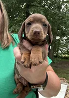 Jax, a male Miniature Dachshund for sale in Neosho, MO – 1 of 3