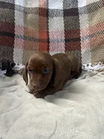 Jason, a male Miniature Dachshund for sale in Neosho, MO – 2 of 3