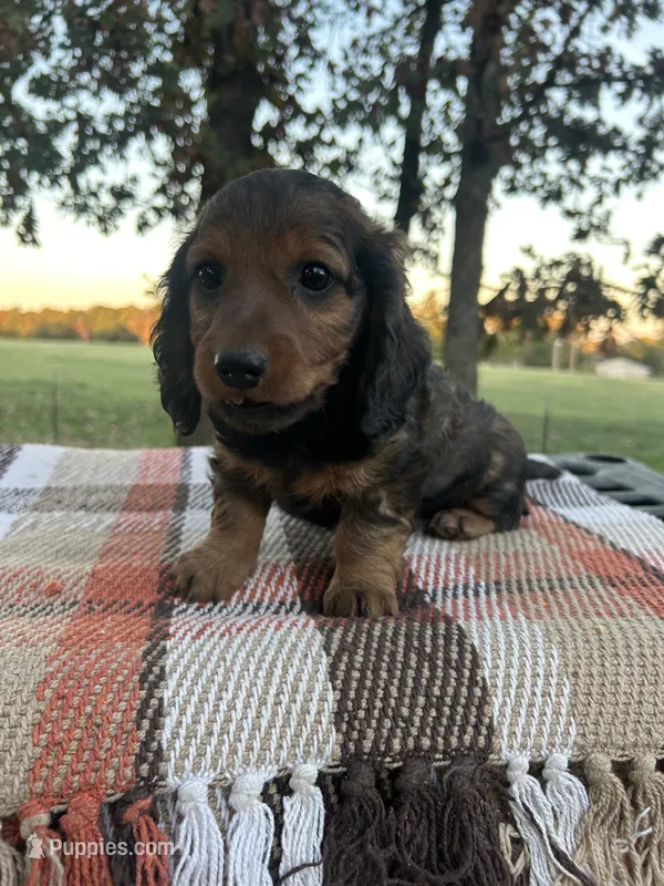 Freddie – Miniature Dachshund puppy for sale in Neosho, MO