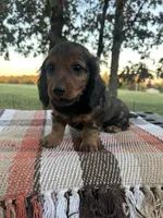 Freddie, a male Miniature Dachshund for sale in Neosho, MO – 1 of 4