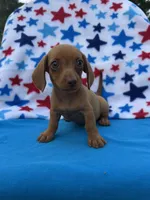Sadie, a female Miniature Dachshund for sale in Neosho, MO – 3 of 3
