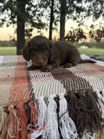 Hunter , a male Miniature Dachshund for sale in Neosho, MO – 3 of 3