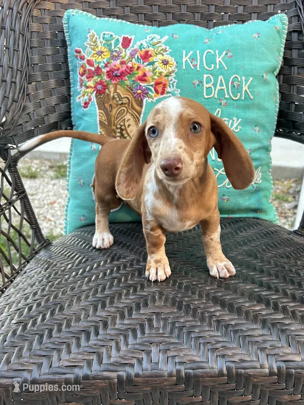 Rio – Miniature Dachshund puppy for sale in Neosho, MO