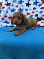 Duke, a male Miniature Dachshund for sale in Neosho, MO – 2 of 3