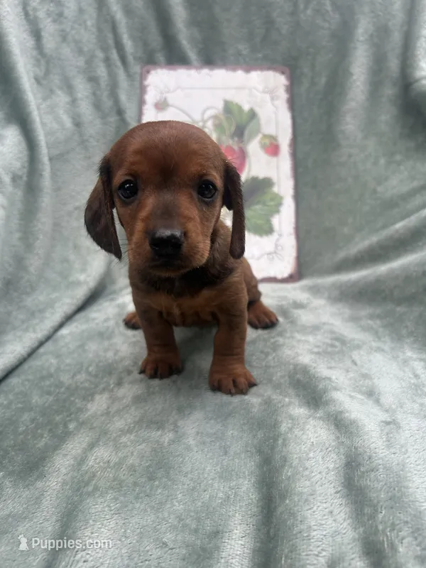 Sunny – Miniature Dachshund puppy for sale in Neosho, MO