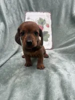 Sunny, a female Miniature Dachshund for sale in Neosho, MO – 1 of 3