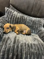 Oakley, a male Miniature Dachshund for sale in Neosho, MO – 3 of 4