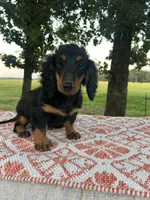 Josie, a female Miniature Dachshund for sale in Neosho, MO – 3 of 3