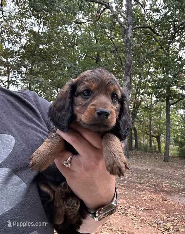 Freddie  – Miniature Dachshund puppy for sale in Neosho, MO