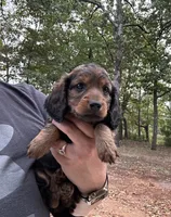 Freddie , a male Miniature Dachshund for sale in Neosho, MO – 1 of 3