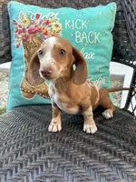 Loki, a male Miniature Dachshund for sale in Neosho, MO – 3 of 4