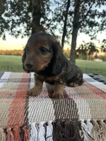 Freddie, a male Miniature Dachshund for sale in Neosho, MO – 3 of 4