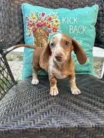 Loki, a male Miniature Dachshund for sale in Neosho, MO – 1 of 4