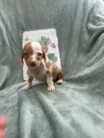 Loki , a male Miniature Dachshund for sale in Neosho, MO – 2 of 3