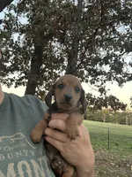 Oakley, a male Miniature Dachshund for sale in Neosho, MO – 3 of 4