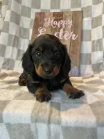 Hot Dog, a male Miniature Dachshund for sale in Neosho, MO – Photo 2 of 2