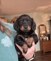 Hot Dog, a male Miniature Dachshund for sale in Neosho, MO – Photo 1 of 2