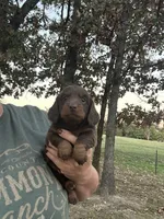 Hunter , a male Miniature Dachshund for sale in Neosho, MO – 2 of 3