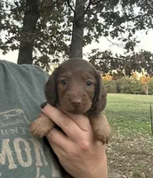 Boone , a male Miniature Dachshund for sale in Neosho, MO – 2 of 3