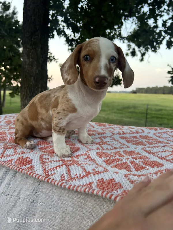 Blaze – Miniature Dachshund puppy for sale in Neosho, MO