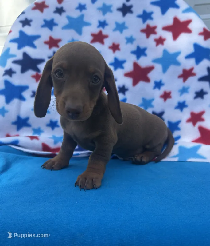Jax – Miniature Dachshund puppy for sale in Neosho, MO