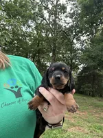 Diesel , a male Miniature Dachshund for sale in Neosho, MO – 2 of 3