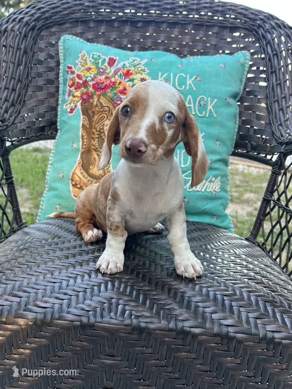 Daisy  – Miniature Dachshund puppy for sale in Neosho, MO