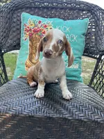 Daisy , a female Miniature Dachshund for sale in Neosho, MO – 1 of 4