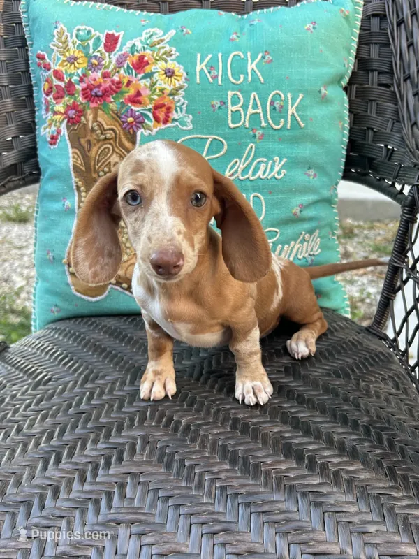 Rio – Miniature Dachshund puppy for sale in Neosho, MO