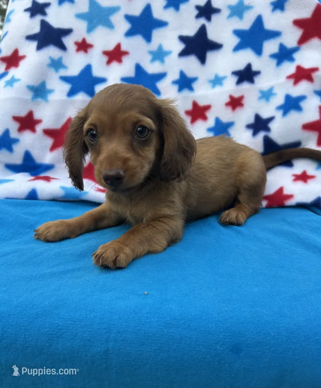 Duke – Miniature Dachshund puppy for sale in Neosho, MO