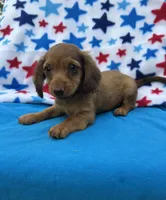Duke, a male Miniature Dachshund for sale in Neosho, MO – 1 of 3