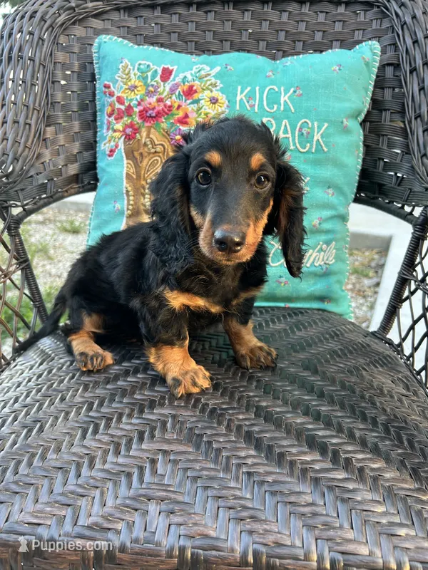Molly – Miniature Dachshund puppy for sale in Neosho, MO