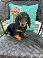 Molly, a female Miniature Dachshund for sale in Neosho, MO – 1 of 3