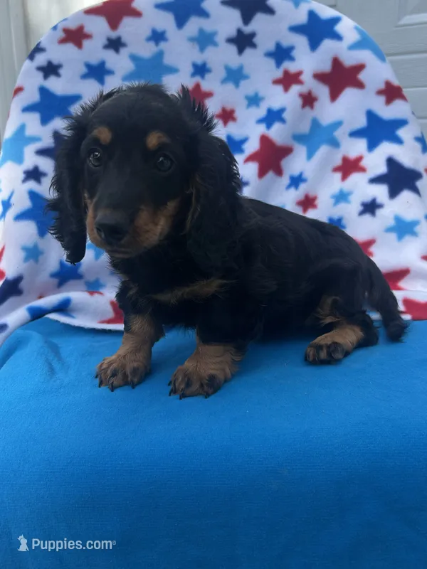 Molly – Miniature Dachshund puppy for sale in Neosho, MO