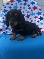 Molly, a female Miniature Dachshund for sale in Neosho, MO – 1 of 4