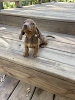 Pumpkin , a female Miniature Dachshund for sale in Neosho, MO – 3 of 4