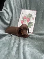 Jax, a male Miniature Dachshund for sale in Neosho, MO – 2 of 3