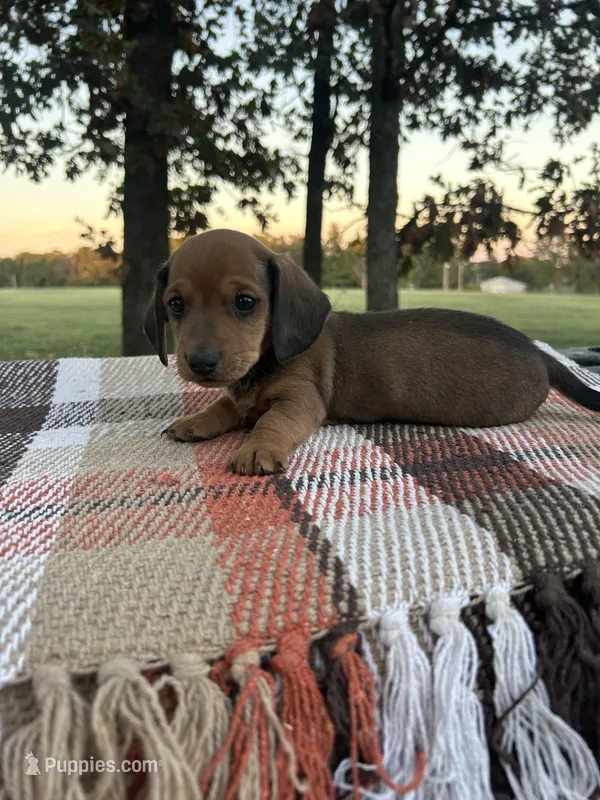 Oakley – Miniature Dachshund puppy for sale in Neosho, MO