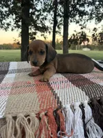 Oakley, a male Miniature Dachshund for sale in Neosho, MO – 1 of 4